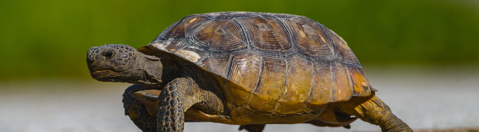 A tortoise