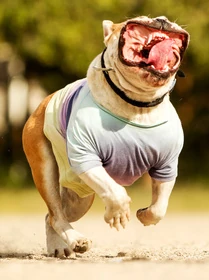 A bulldog running