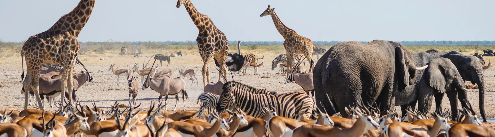 Giraffes, elephants, zebras, gazelles and ostriches in the African savanna
