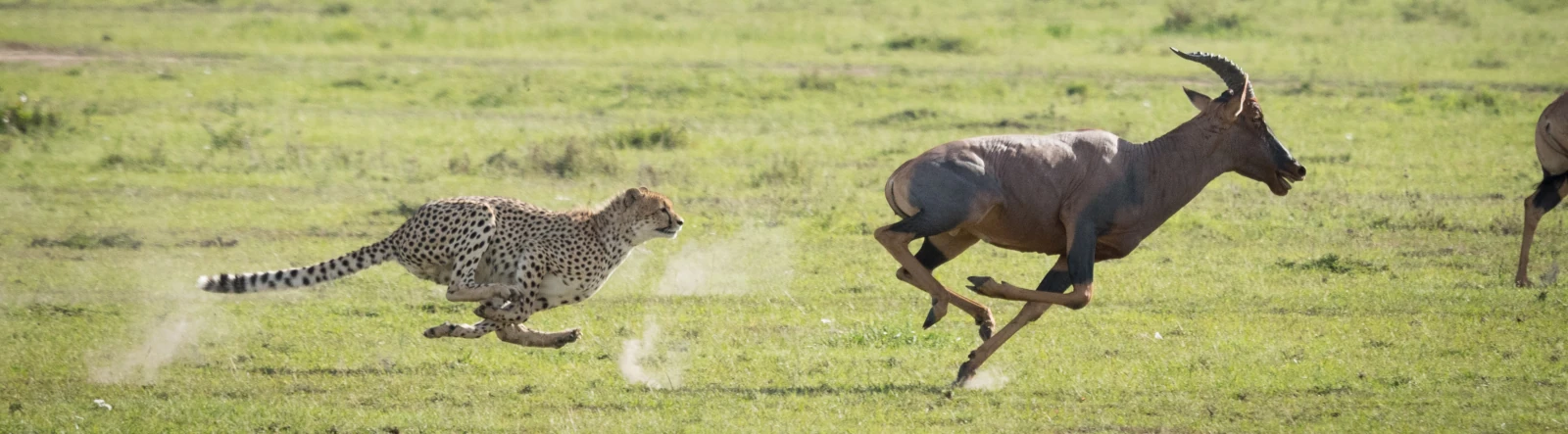 A cheetah chasing prey